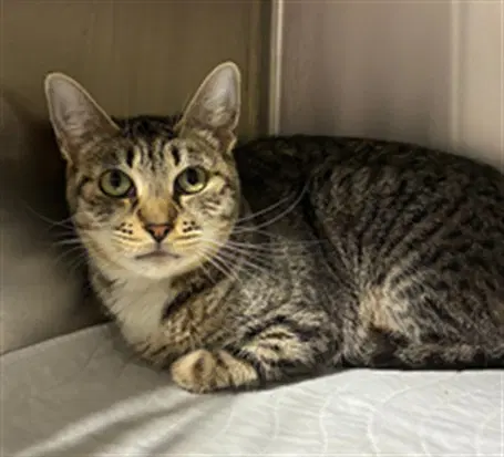 Beth - Domestic Short Hair