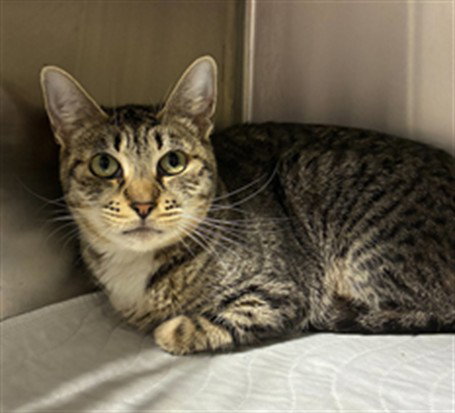 picture of the cat needing adoption