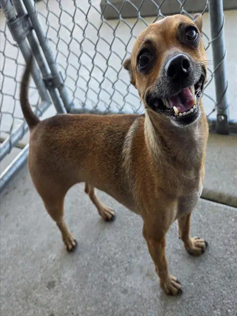 Bonny - Chihuahua