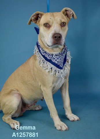 *GEMMA, a dog for adoption from Kern Co Animal Control Dept - Bakersfield