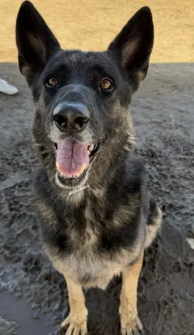 Luna - German Shepherd Dog