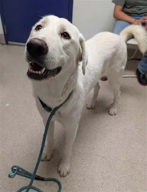 Pearl - Great Pyrenees