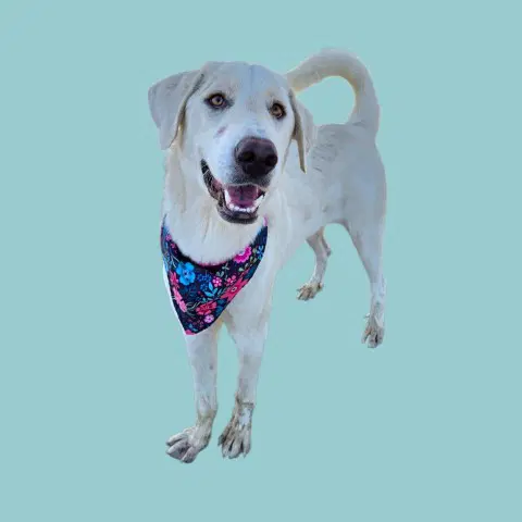 Pearl - Great Pyrenees