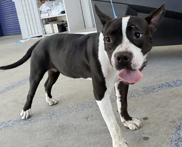 Bean - Pit Bull Terrier