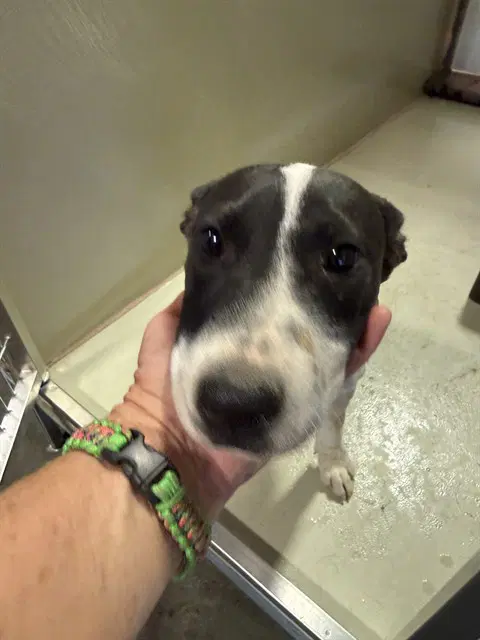 Rainbow - Pit Bull Terrier