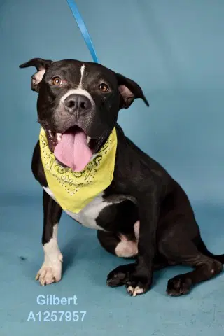Gilbert - Pit Bull Terrier