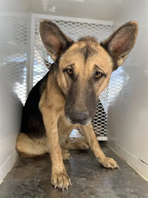 Sinlana - German Shepherd Dog