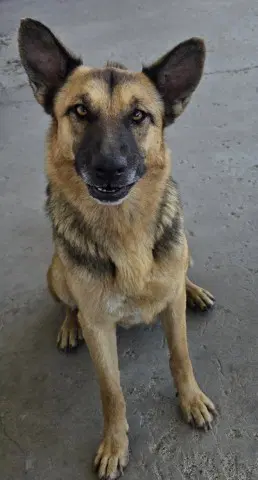 Sinlana - German Shepherd Dog