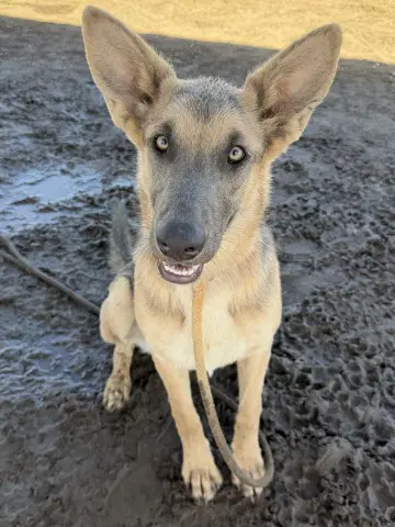 Silvana - German Shepherd Dog