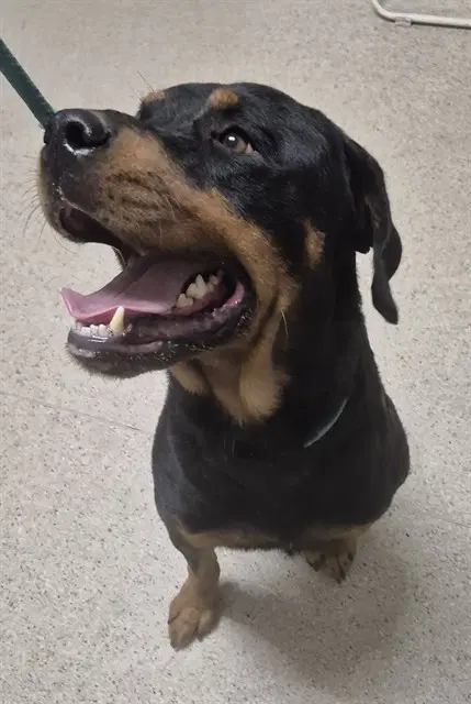 Klaus - Rottweiler