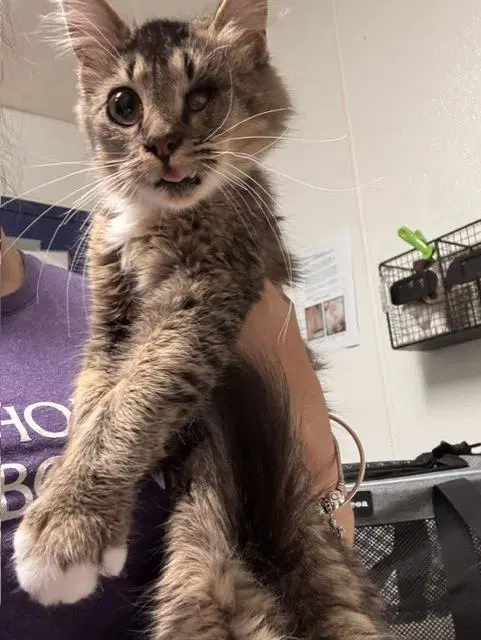 Leila - Domestic Short Hair