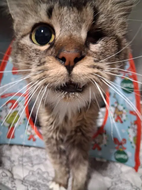 Leila - Domestic Short Hair
