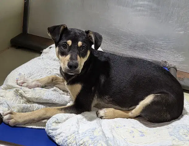 Comet - Australian Shepherd