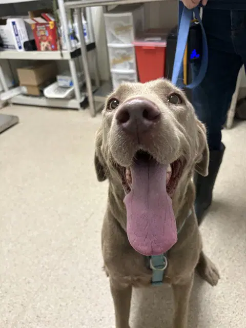 Floki - Labrador Retriever