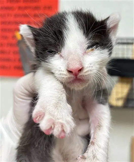Cosmo - Domestic Short Hair