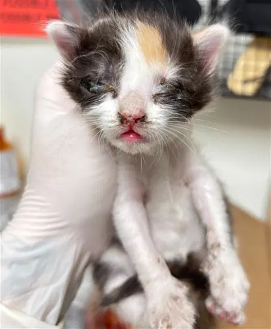 Moxie - Domestic Short Hair