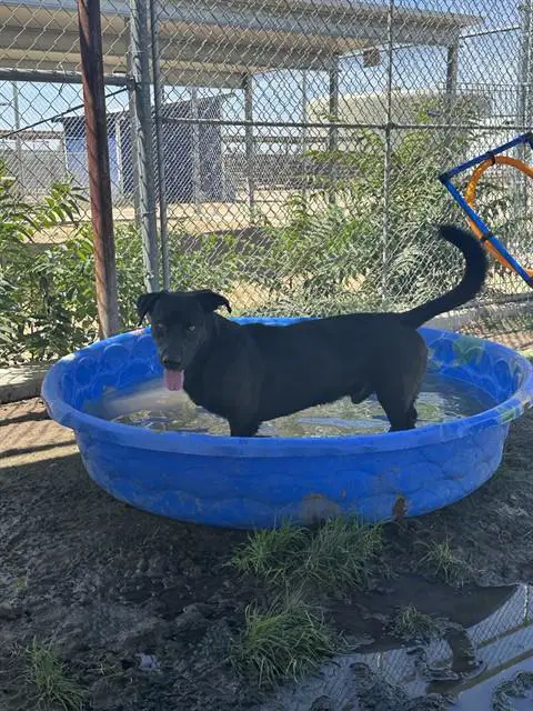 Duncan - Labrador Retriever