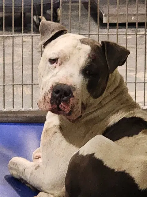 Shark Boy - Pit Bull Terrier