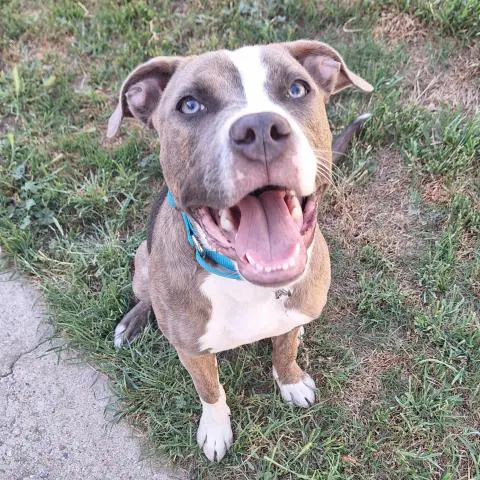 Ramsey - Pit Bull Terrier