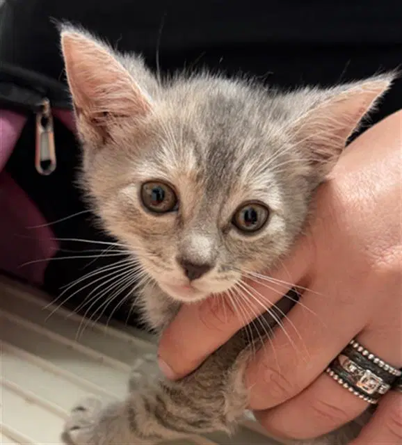 Alice - Domestic Short Hair