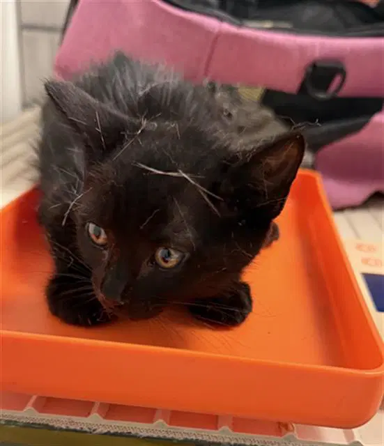 Mad Hatter - Domestic Short Hair
