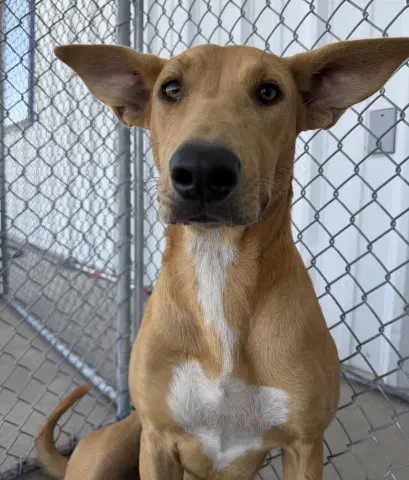 Sloane - Carolina Dog