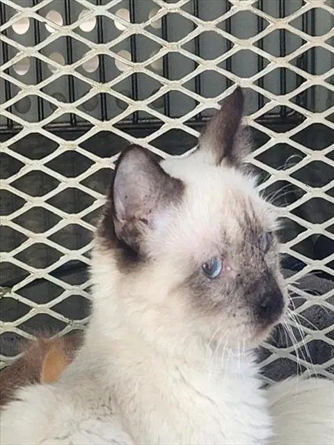 Cassie - Siamese