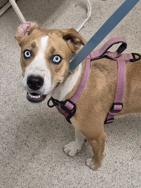 Opal - Pit Bull Terrier