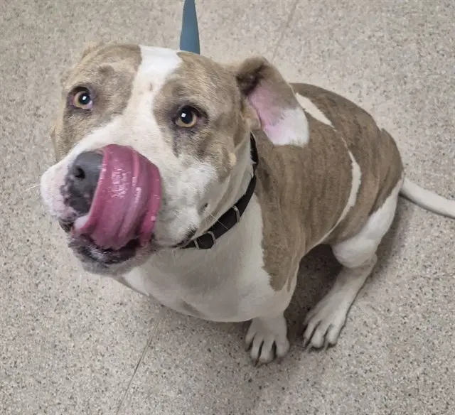 Lady Bug - Pit Bull Terrier