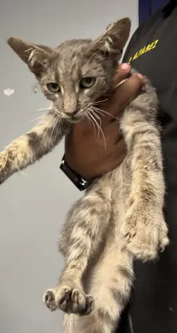 Guss Guss - Domestic Short Hair