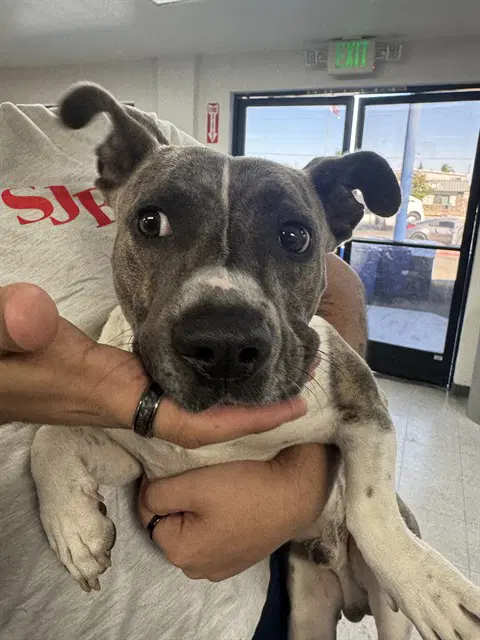 Bolt - Pit Bull Terrier