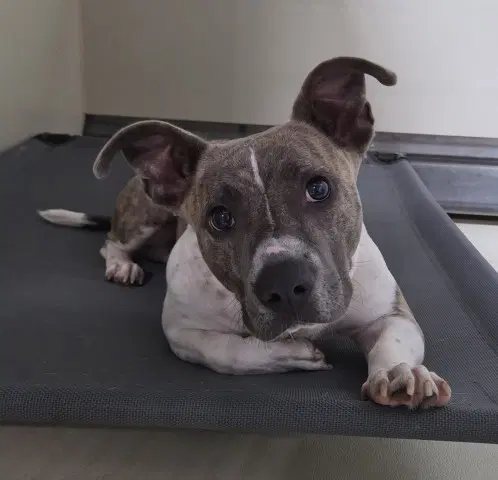 Bolt - Pit Bull Terrier