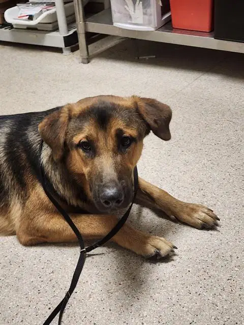 Baymax - German Shepherd Dog