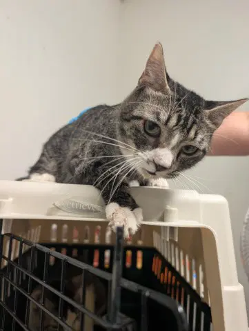 Turner - Domestic Short Hair