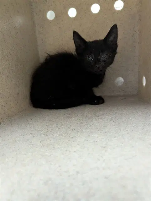 Sloth - Domestic Medium Hair