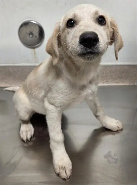 Pandora - Labrador Retriever