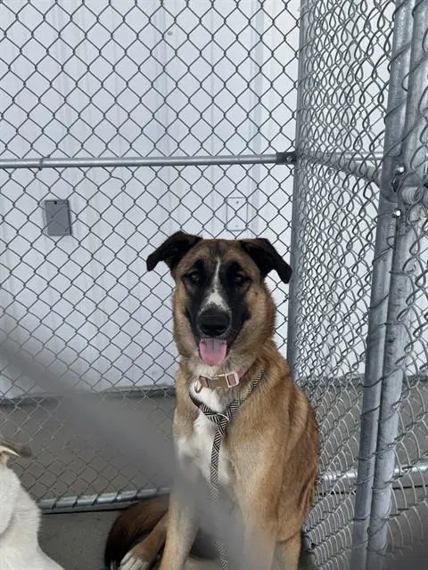 Missy - German Shepherd Dog
