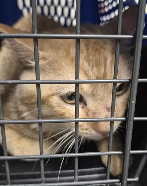 Sunny D - Domestic Short Hair