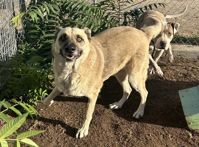 Shotzy - German Shepherd Dog