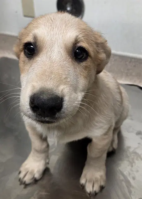 Enzo - Labrador Retriever