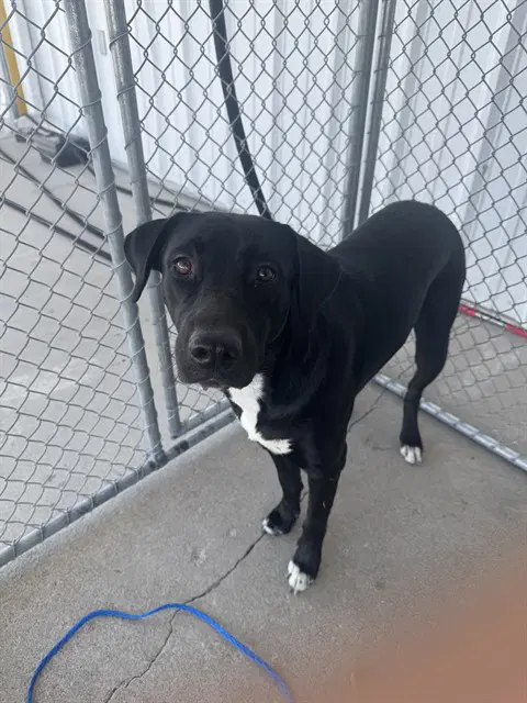 Cinderella - Labrador Retriever