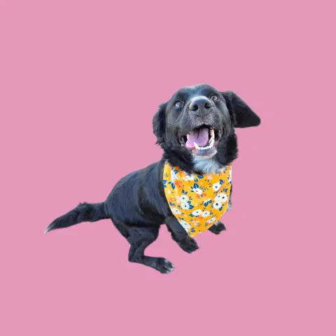 Peanut Butter - Cocker Spaniel