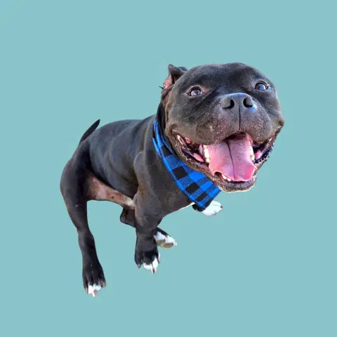 Cannoli - American Bulldog