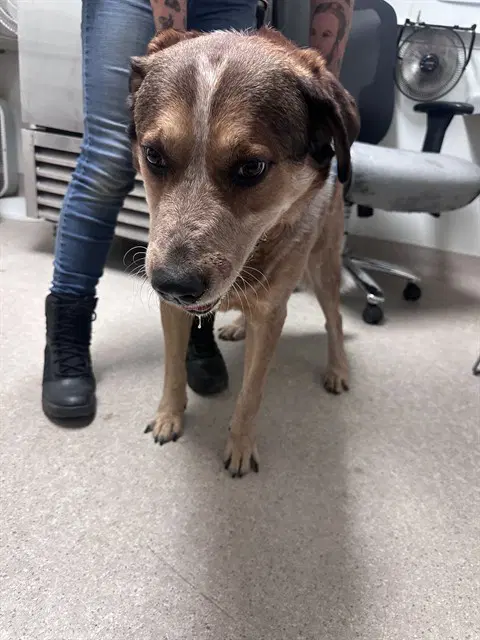 Cheeto - Queensland Heeler