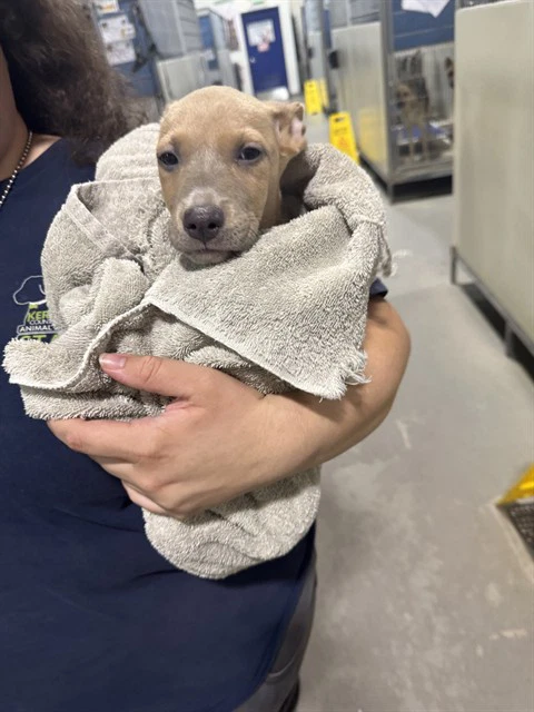 Burrito