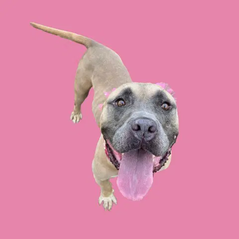 Naomi - Pit Bull Terrier