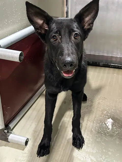 Unknown - German Shepherd Dog