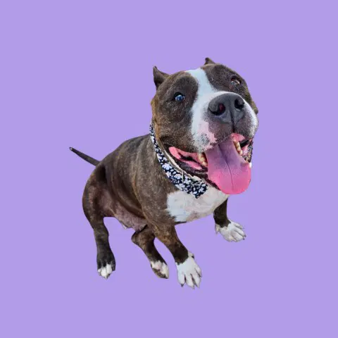 Cremini - Pit Bull Terrier