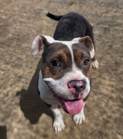 King - Pit Bull Terrier