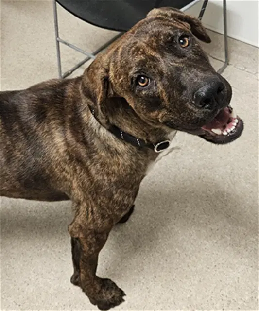 Dug - Mastiff